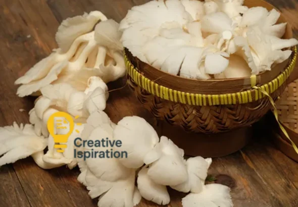 Budidaya Jamur Tiram